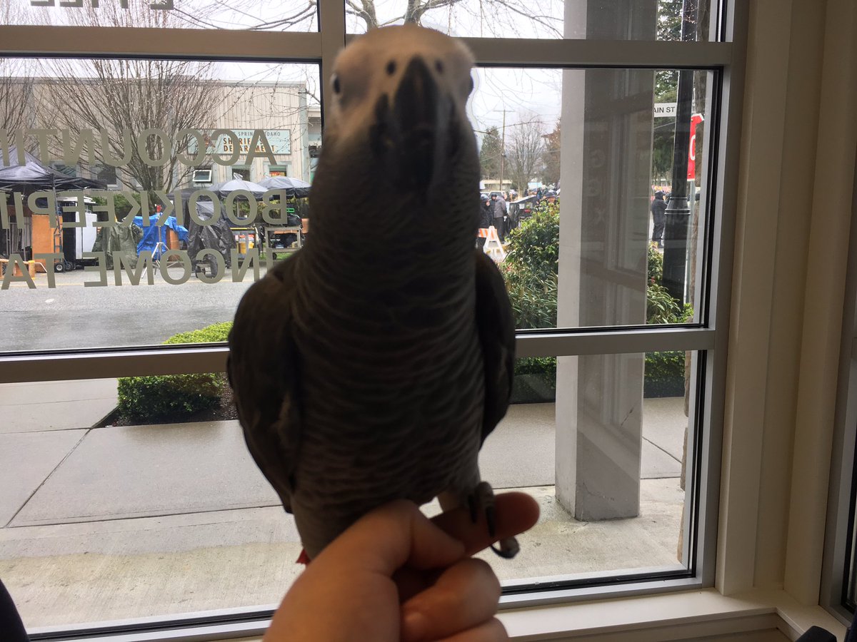 Lord_Abaddon's tweet photo. @jarpad please come meet me I'm across the street from you filming in Squamish! 😊 I'm Abaddōn the bird! #biggestfan https://t.co/4eWgDql4bB