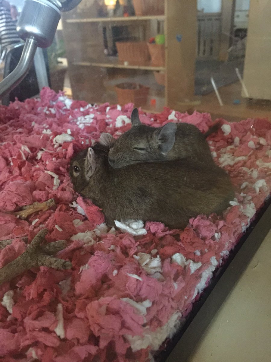 TennerAshley's tweet photo. Bestfriendsalready @ChildCareYMCA #degus #kinderpets #sockandshoe https://t.co/O4BScTzr8N