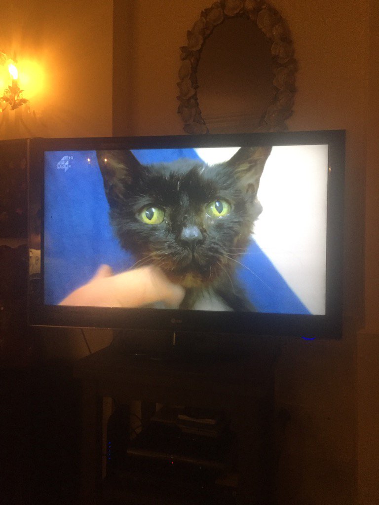 Fearnecotton's tweet image. Our darling Rudi on our tv 🙏🏼