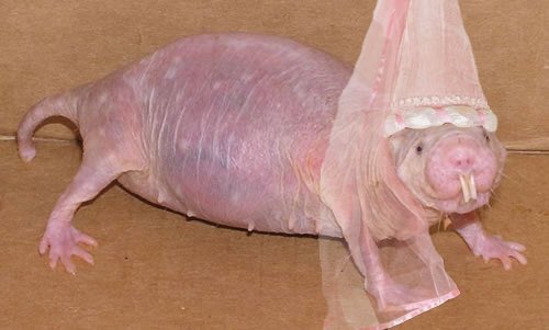 ohits_megs's tweet image. #latenightbrowsing mole rat queen, don't even ask, this is what I found