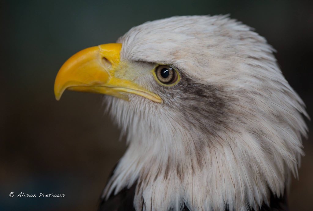 Alison Pretious (@alisonp06) on Twitter photo 