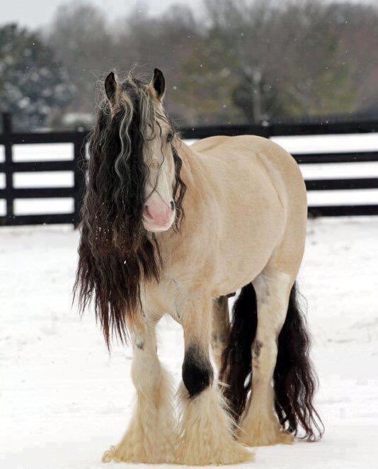 Breeder: So, you're looking to buy a horse?
Me: Only if it looks like it plays bass for Korn
Breeder: Right this way