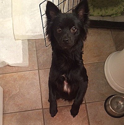 AALOC1's tweet photo. Teddy was found walking across the busy street.  He is a sweet boy who wants to PLAY &amp; loves attention! https://t.co/YDTNa7JdtT