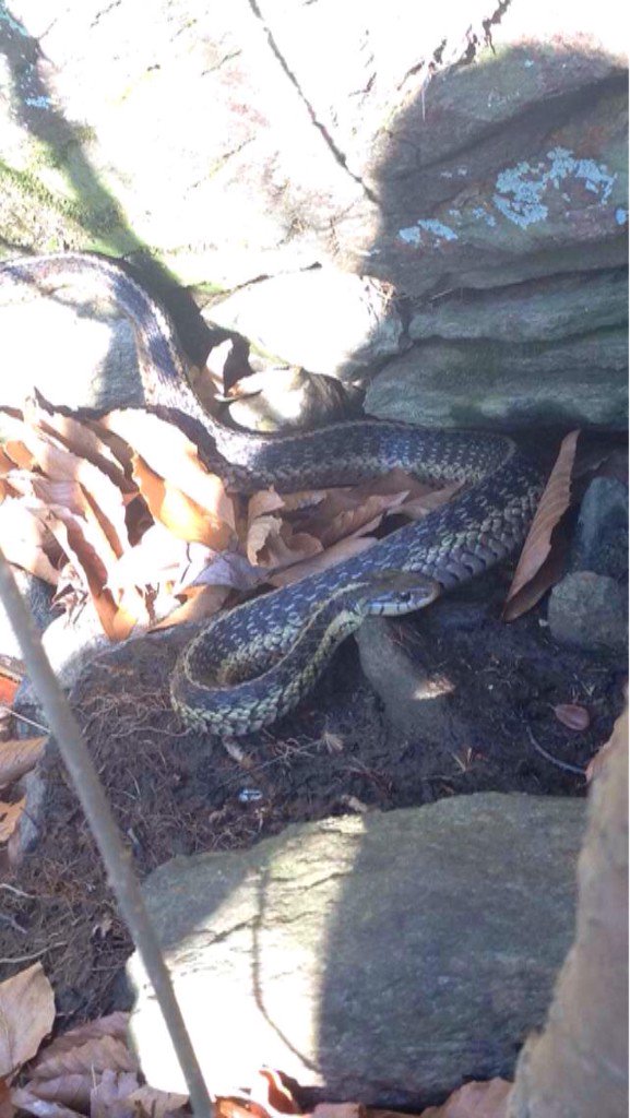 RJ's Reptiles tweet media