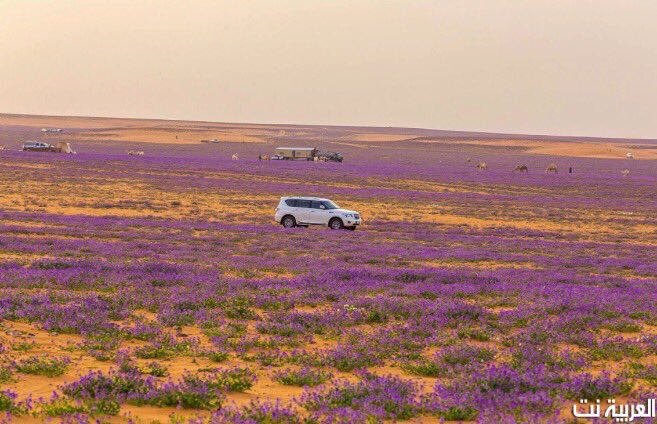 Gurun pasir di Arab Saudi ditumbuhi lavender