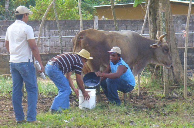 #Centroamérica : Panamá: No descartan un aumento en la leche - lecherialatina.com/noticias/panam…