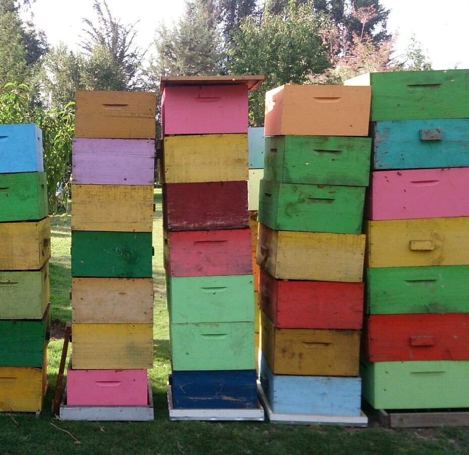 Ecopirque's tweet photo. Las colmenas coloridas #colmena #bees #abejas #miel #pirque #honey #apicultura #Ecopirque #phibee @AmigosdeChile https://t.co/Og4B5kMRTb