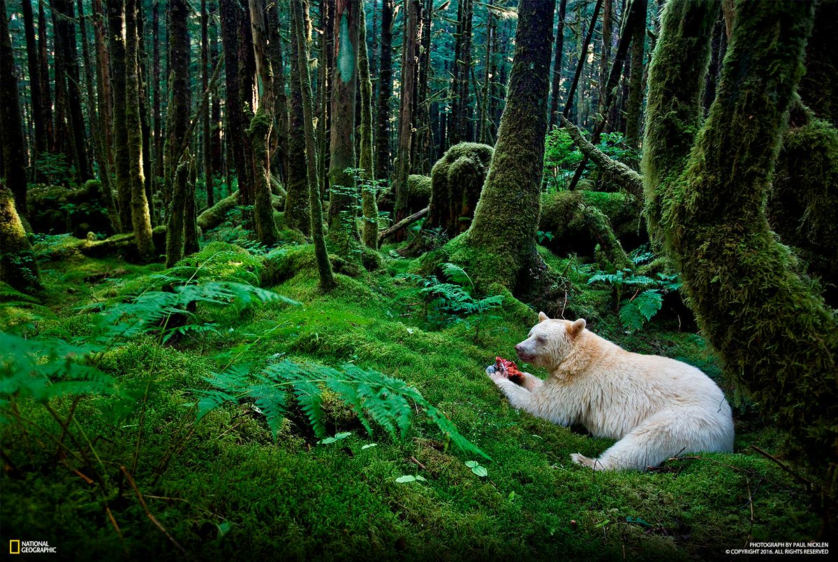 NatGeoPhotos's tweet image. The newly protected Great Bear Rainforest is a "gift to the entire world". on.natgeo.com/1YgGdJr