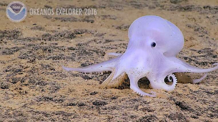 advanceis's tweet photo. 'Ghost' Octopus Discovered 13,500ft Under Sea #GhostOctopus #wow  https://t.co/A7QQG2zvAO https://t.co/B9Y3aXVN9a