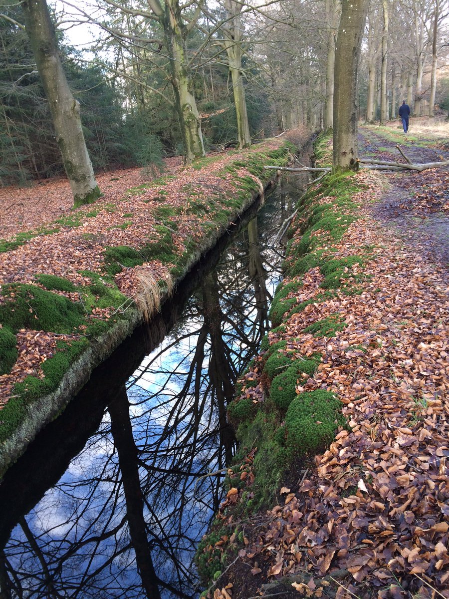 TreaWestra's tweet photo. ....... #natuur #bos #leafde #mooi #puur ...... https://t.co/eZbOokPBnc