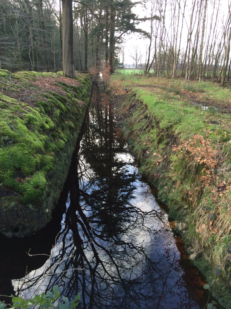 TreaWestra's tweet photo. ....... #natuur #bos #leafde #mooi #puur ...... https://t.co/eZbOokPBnc