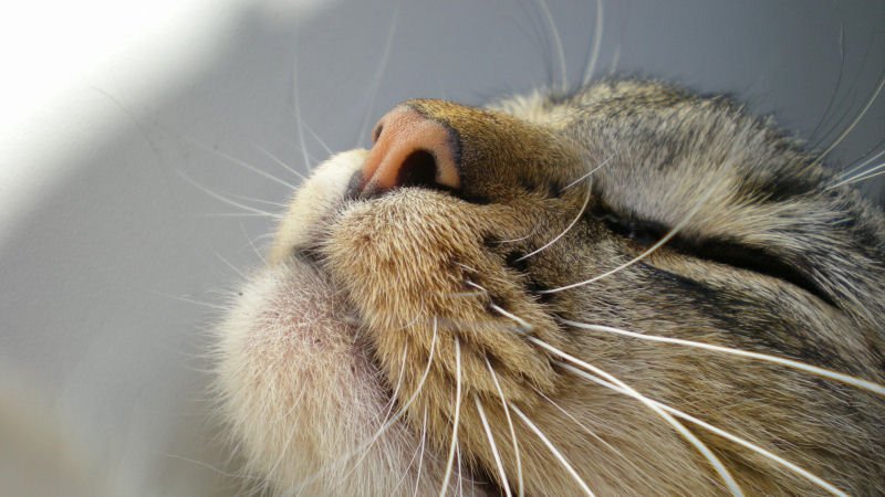 purringtonpost's tweet photo. Beware of these 8 symptoms meaning your cat might be sick => https://t.co/JppyFcEQxZ #cathealth https://t.co/IUQhpZ3xzr