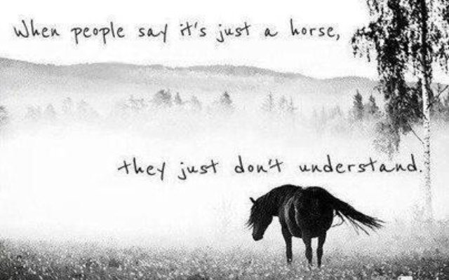 #dontunderstand #horses #equestrian #frustrating #showjumping #dressage #eventing #EquineHour #animals