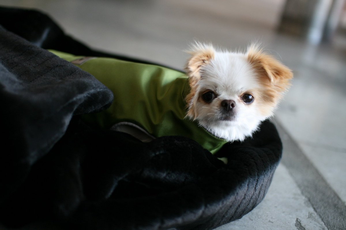 teckelklub dog fleece