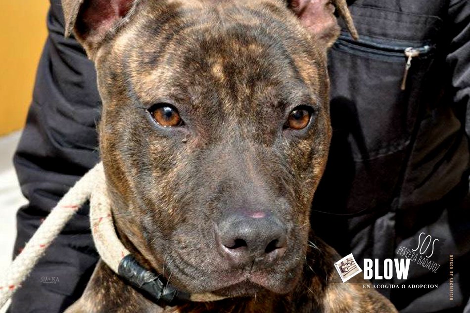 SOS Perros Badajoz tweet media