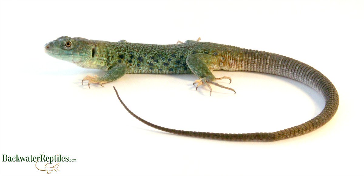 backwater reptiles near me