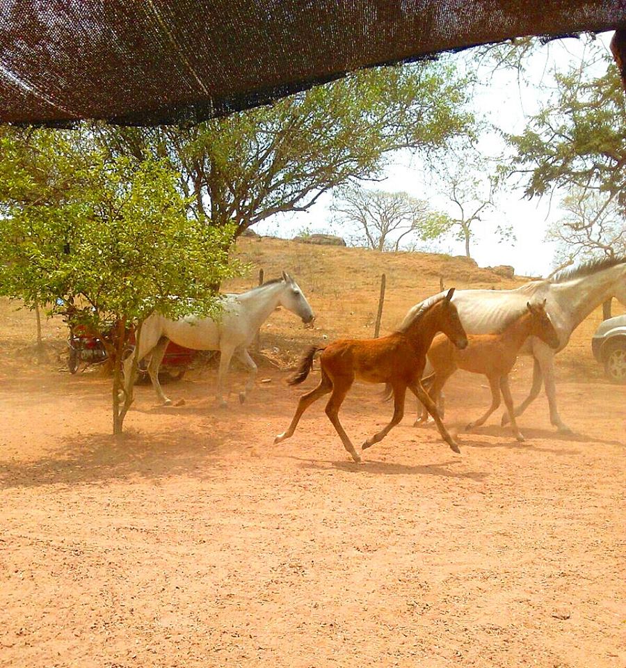 pejubapu's tweet photo. #SabadoDeGanarSeguidores Esto encontré esta mañana en #ElRespaldo #Equinos #InicioDeCrias https://t.co/eQOVxnSKKO