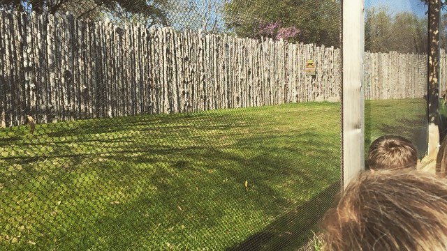 texassoundguy's tweet image. Here. He. Cooooooommeesss!!! #cheetah #hefast @dallaszoo Watch #Instavideo:ift.tt/1U2pbym