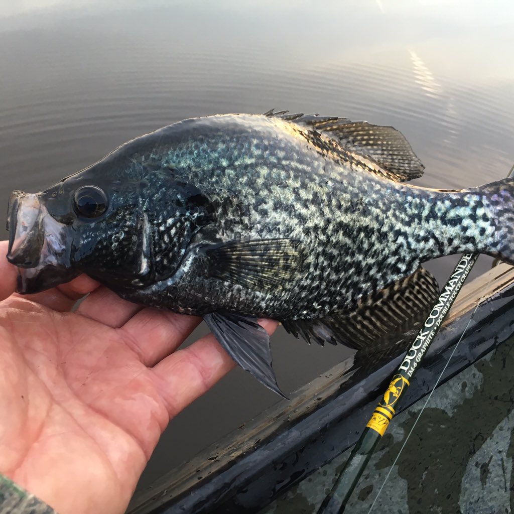 Darkest Black Crappie I've ever caught. <a href="/BnMPoles/">B'n'M Fishing</a> <a href="/FinCommander/">Fin Commander</a>