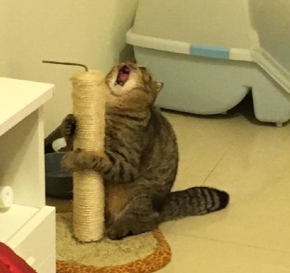 *wants a cat...wants this cat in particular*