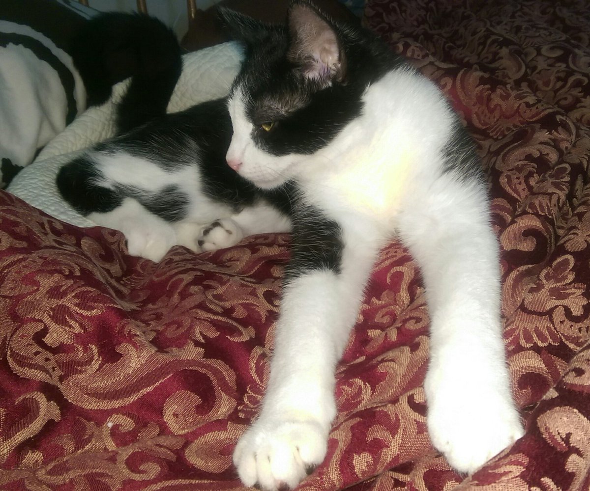 purrjamm's tweet photo. I'm growing like a #weed mom says #Caturday #Saturday #CatsOfTwitter @TheSirMorton #cute #kitten #moderncat #teencat https://t.co/PDqnhk0OZB