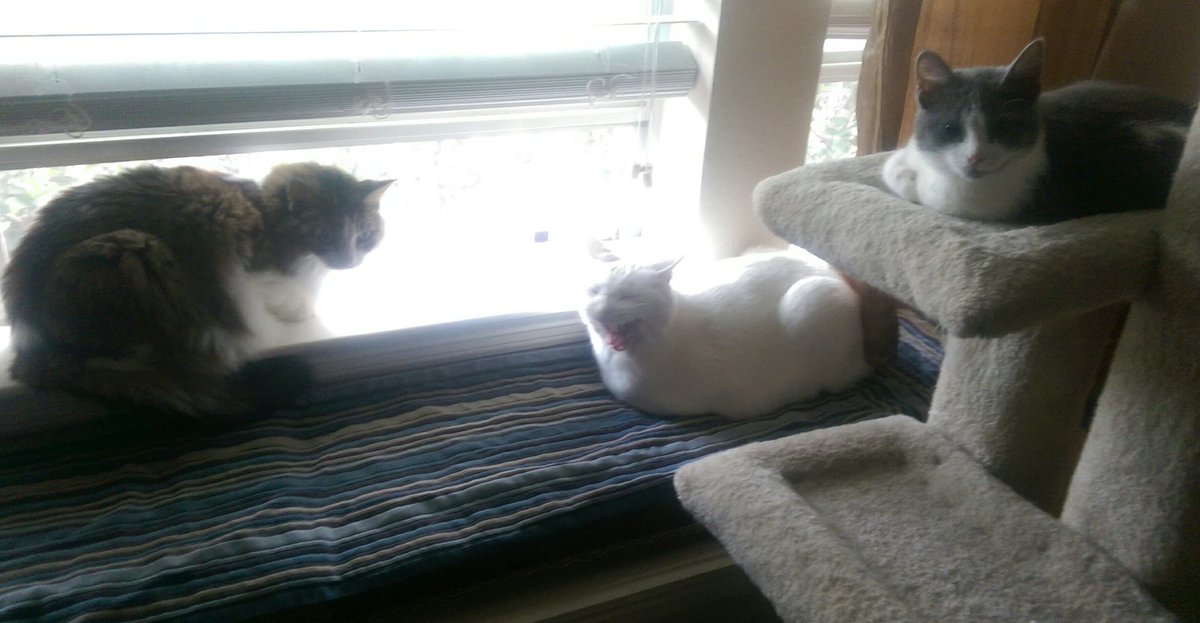 purrjamm's tweet photo. #miracle on #caturday #Saturday @mister_chivers complaining we girls r crowding him #Tabitha #Lilly #CatsOfTwitter https://t.co/BL7X7oKsyk