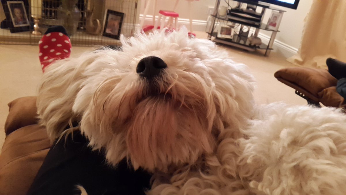 gemtwituk's tweet photo. All hair and no action! #Alfie#toppup#handsomechap https://t.co/owmKJKE0PL