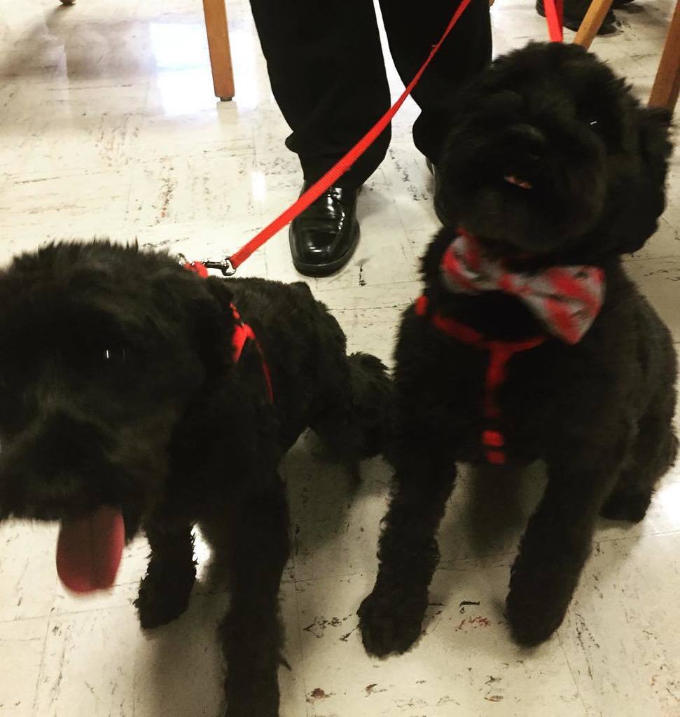 OhioStateDesign's tweet image. Puppies backstage! #TEDxOhioStateU #reconstructingreality