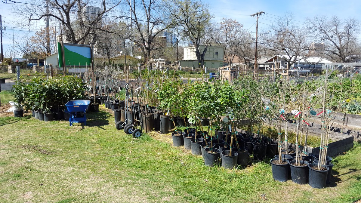 urbanpatchwork's tweet image. What 200 fruit trees look like b4 neighbors pick up n plant them throughout the neighborhood...thx @AmericanForests!