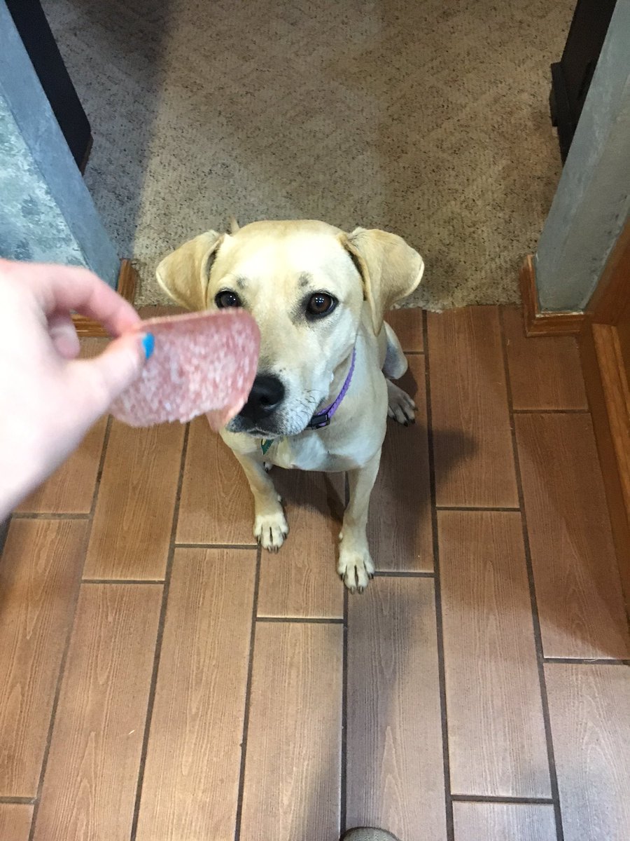 justnelliek's tweet photo. Here's my dog again ft salami.. https://t.co/q9Y475gQ28