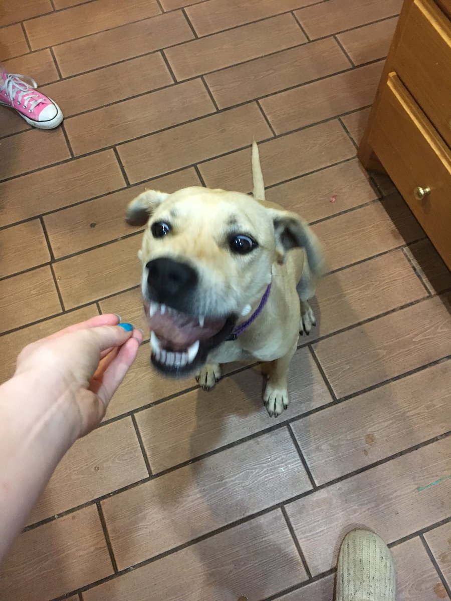 justnelliek's tweet photo. Here's my dog again ft salami.. https://t.co/q9Y475gQ28