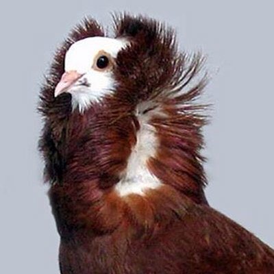 PigeonJon's tweet photo. Went to the Barber and asked for a Donald. Yep. 
Regretting it now though. https://t.co/fC6Agv3Sjs