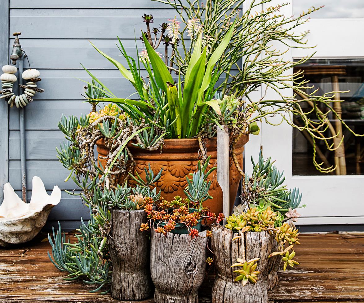 1stCityPM's tweet photo. Tropical pot plants and outdoor design inspiration https://t.co/LwMS7TEBrx #sydney #homestolove #dinash #newport https://t.co/GFEVsP02E4