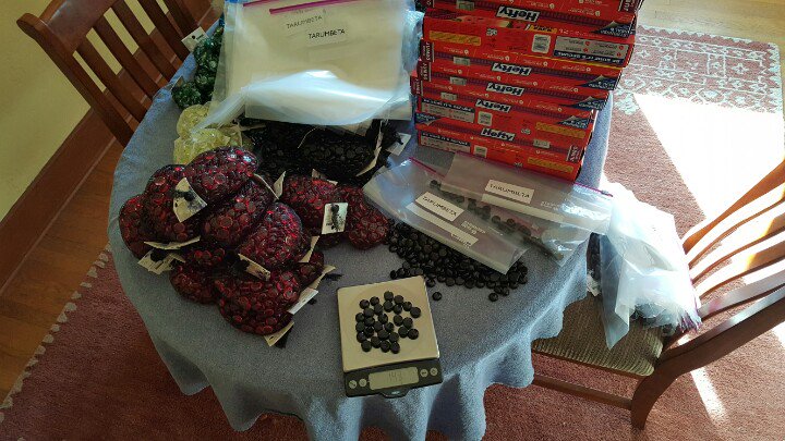 Weighing out (instead of counting) "stones" for TARUMBETA - game for <a href="/CSSD11/">Colorado Springs Schooll District 11</a> #FamilyMathNight from <a href="/MIND_Research/">MIND Research Institute</a>