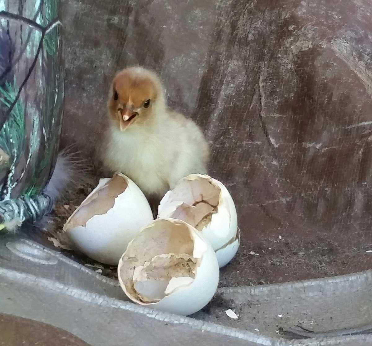 blade_sasha's tweet photo. One of our hens just had two little chickadees hatched this morning #cute #noisy https://t.co/hgpN6mdjpg