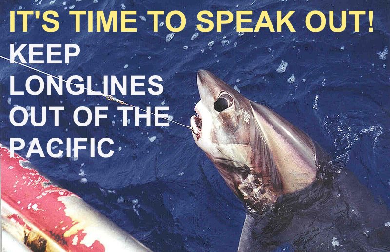 WildOceansOrg's tweet image. Keep longline #fishing out of the #pacific. Sign &amp;amp; Share this petition today! ow.ly/YZ3SK #fredhallshow