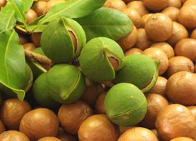 Macadamia, útil para el café y el bolsillo mundoagropecuario.com/macadamia-util… via <a href="/Munagropecuario/">Mundo  Agropecuario</a>
