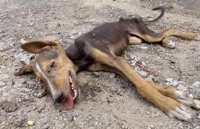 Dying Puppy Wags Her Tail As Rescuers Approach bit.ly/1QyLV7W