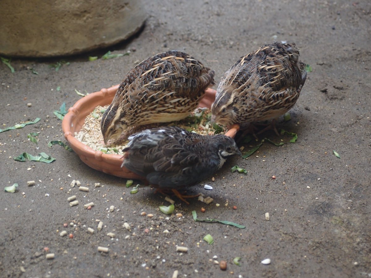 本日も上野動物園は9時30分に開園 赤ちゃん可愛い という声も聞こえますが写真はウズラとヒメウズラ 別の種類です ヒメウズラは東南アジア オーストラリアにすむキジ科最小種のひとつ 東園バードハウス2fで会えます ちっちゃいよ 上野動物園 公式