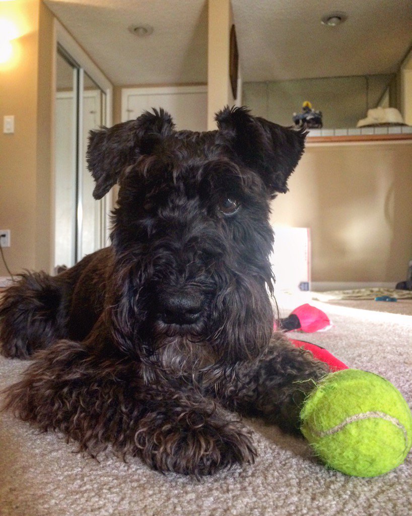 "It's not gonna throw itself" -George 🐶🎾