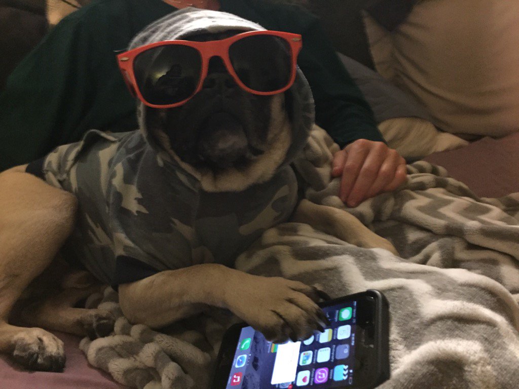 Doggerance's tweet photo. Mac Bernie with his iPhone #puglife #BernieTheWeekendatBerniesPug #iPhone https://t.co/FFsE5OBsSK