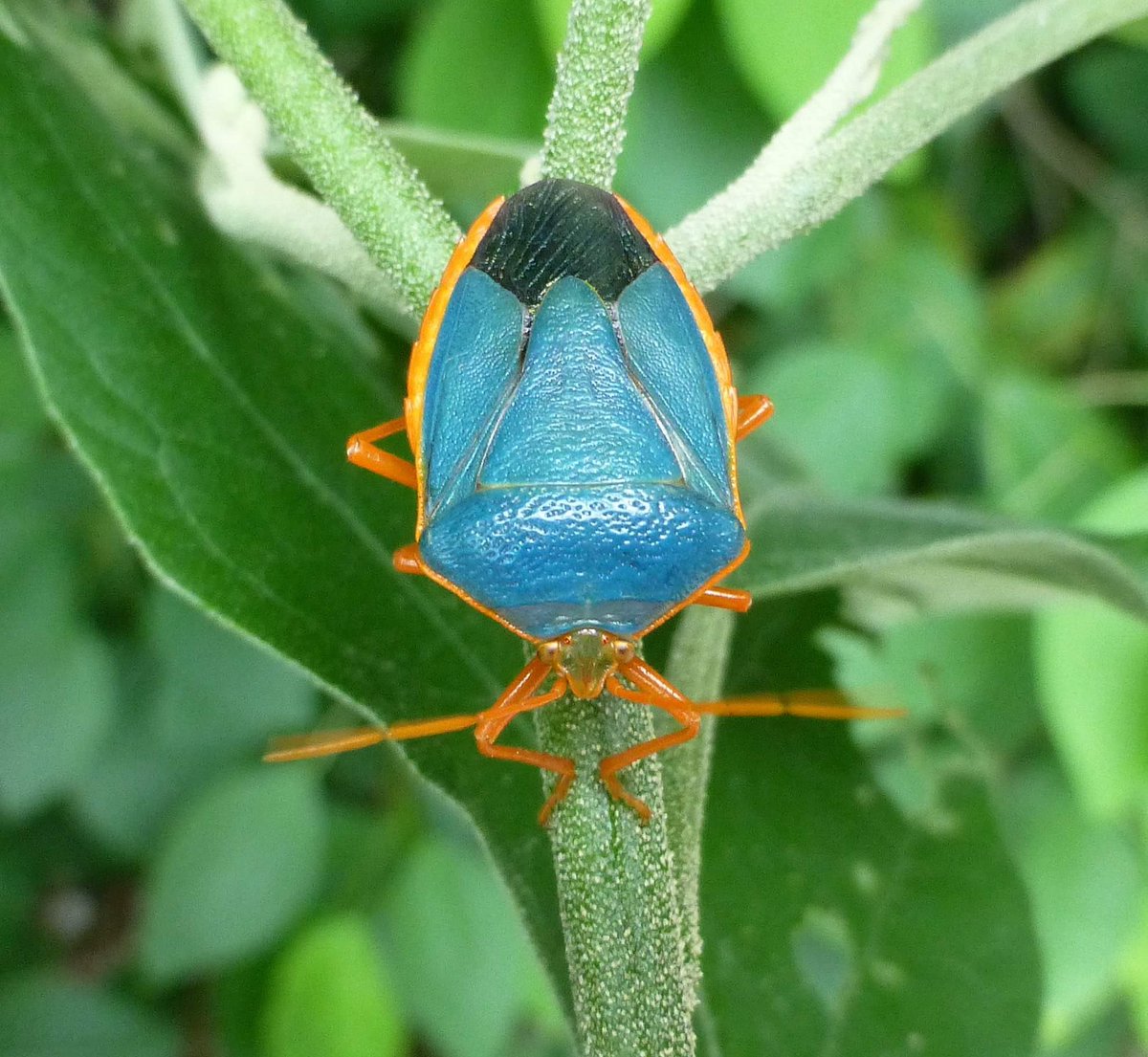 BugAddiction's tweet image. Bugs are my drugs - find out more @ facebook.com/BugAddictionCo… #bugaddict #insects #entomology #nature #nmw