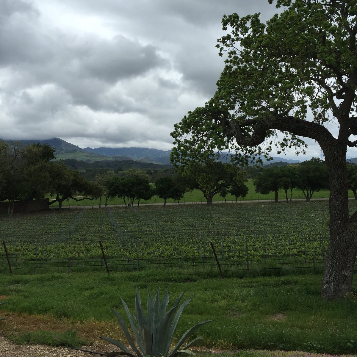 sbtaste_'s tweet photo. Storm moving in #LosOlivos #Wine #WineCountry #WineTasting #WineTour #SBCwine #seeSB #SantaBarbara #3eSB https://t.co/UyPSZznw3w