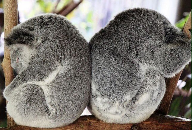 AustraliaZoo's tweet photo. Who’s been enjoying back to back sleep-ins this weekend like our koalas?! 📸: 'jason_j_oakley' (IG)! https://t.co/riIU2iDSZV