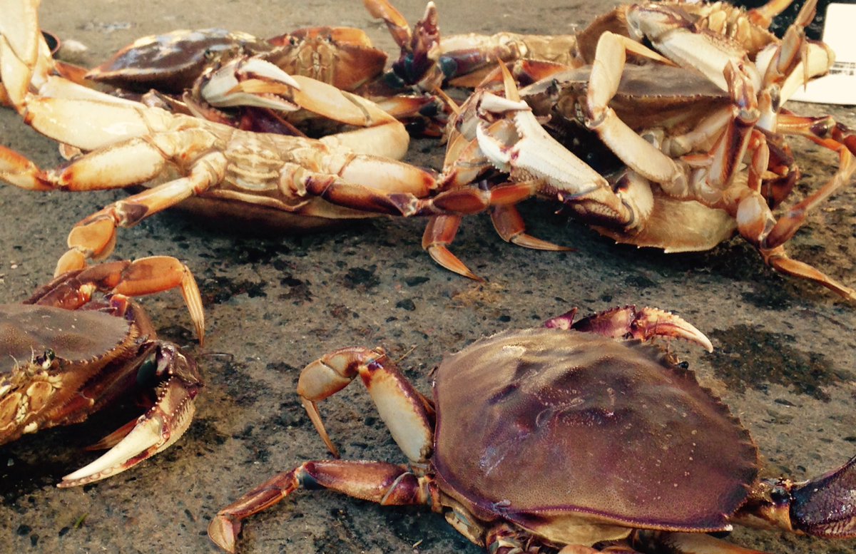 MacksCharters's tweet image. Whoops forgot the Scotty hauler, got our work out today. 18 Dungeness crabs! @ScottyProducts #fishing #PrinceRupert