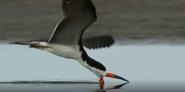 Discovery's tweet image. See how skimmers catch their meals &amp;gt;&amp;gt; bit.ly/1Qz4wk8