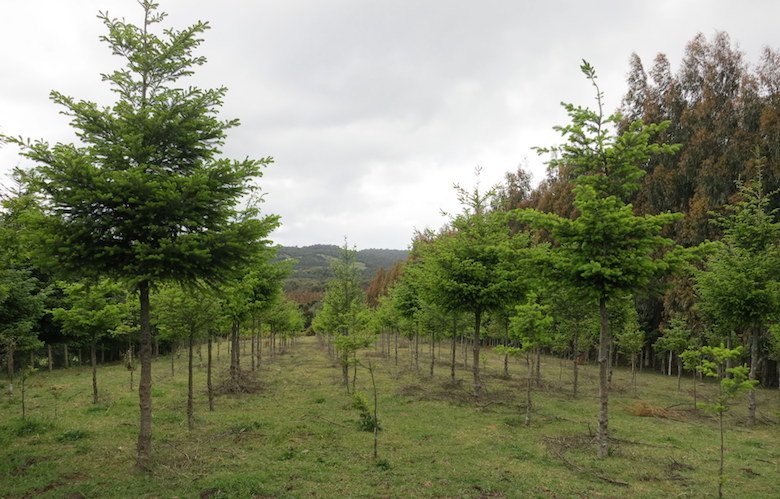 mongabay's tweet photo. Market-based conservation programs slow deforestation in Chile, study finds https://t.co/XZdzCL6UUo https://t.co/uHjh0tL4fq