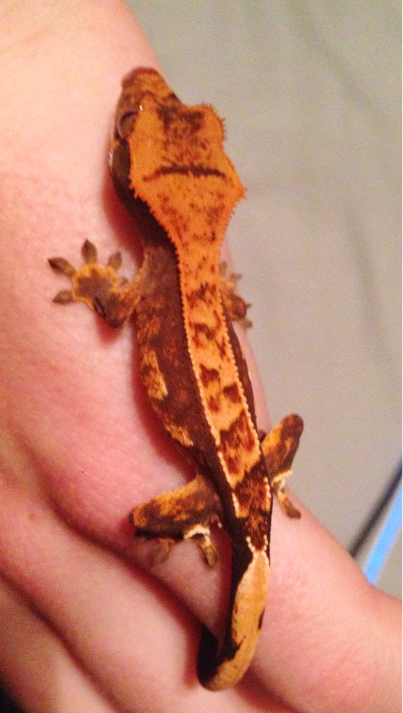 RJ's Reptiles tweet media