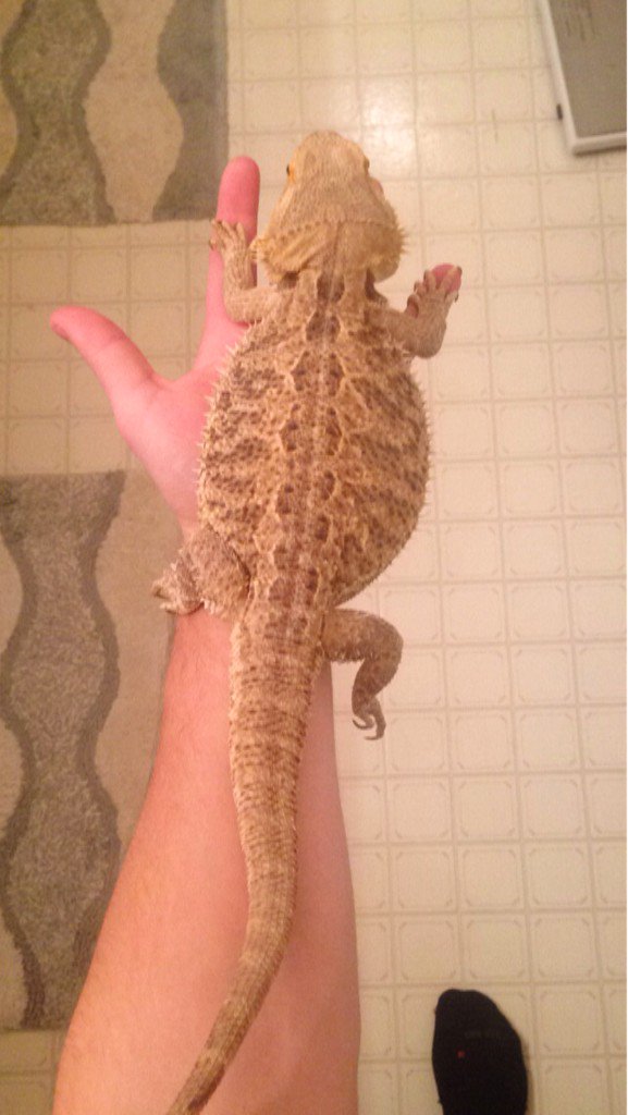 RJ's Reptiles tweet media