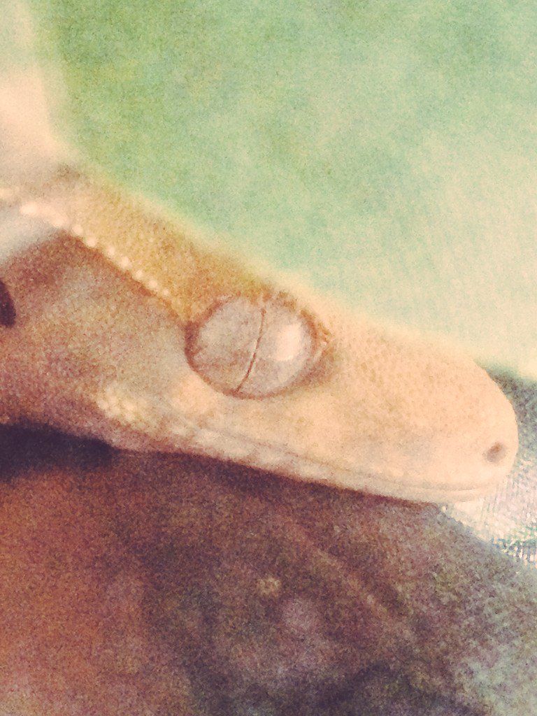 RJ's Reptiles tweet media